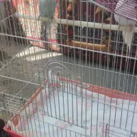 مرغ عشق فوری