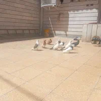 پرشتی زرنگن