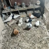 کبوتر