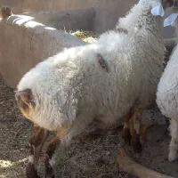 بره نر