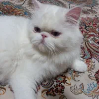 گربه ماده فعل