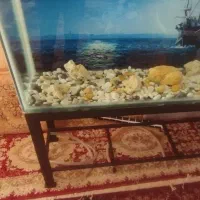 فروش|ماهی|شهرضا, |دیوار