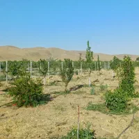 یک جریب  زمین فنس کشی شده  مزرعه دماوندی دماوندی