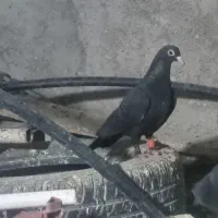 ماده کلاغ|پرنده|کرمان, |دیوار