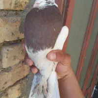 ماده سرخ و سفید پاپری|پرنده|فرخ‌شهر, |دیوار