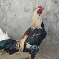 خروس زیبا|حیوانات مزرعه|سردشت, |دیوار