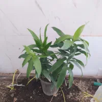 گل و گیاه بامبو خاکی|گل و گیاه طبیعی|اهواز, سیصد دستگاه|دیوار