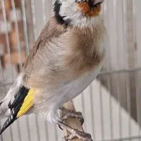 ی جوجه سهره نره تازه گل انداخته