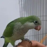 جوجه راهب سرلاکی،نرمه خورسبزوآبی