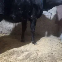 لیشه گاو ورزا