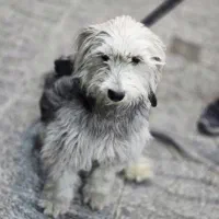 سگ پیدا شده