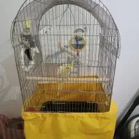 فروش عروس هلندی جفت نرو ماده