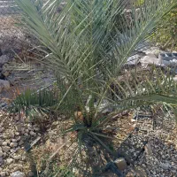 نخل کبکاب با یه پاجوش کوچک جم