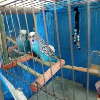 مرغ عشق|پرنده|رشت, یخسازی|دیوار