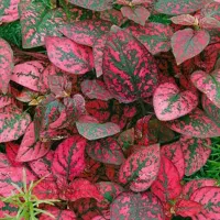 گل فیلندر برگ بزرگ|گل و گیاه طبیعی|بروجرد, |دیوار