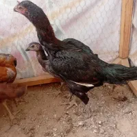 لاری