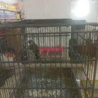 جوجه سهره