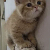 واگذاری گربه بریتیش|گربه|میانه, |دیوار