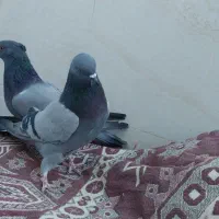 کبوتر سبز دوخط پرشی|پرنده|خمینی‌شهر, |دیوار