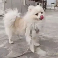 سگ پامرانین