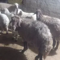گوسفند چاق برای سر بریدن