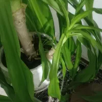 گل سوسن عنکبوتی شبیه گل ذرتی با چند تا پاجوش بزرگ