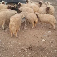 سلام ۱۰ عدد کاور نر و ماده|حیوانات مزرعه|سرپل ذهاب, |دیوار