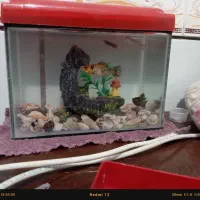 دو تا اکواریوم نونو|لوازم جانبی حیوانات|زرند, |دیوار