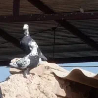 ماده بزک سیاه و سینه سلیمونی|پرنده|فسا, |دیوار