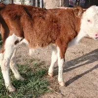 گوساله نر سیمنتال قرمز شرابی