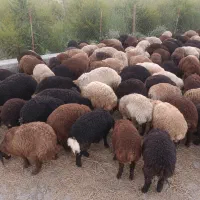 فروش بره همو و هترو