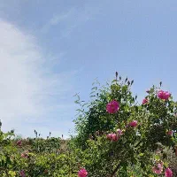 گلاب و پساب
