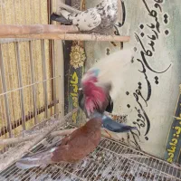 کفتر|پرنده|تهران, شوش|دیوار