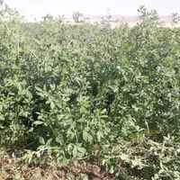 یونجه درجه یک|لوازم جانبی حیوانات|کوهدشت, |دیوار