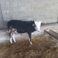 حیوانات ومزرعه