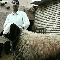 فـروشَ بره ژِنِ گوسفند resope میش شال قَزوین|حیوانات|کاشان, |دیوار