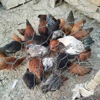 فروش نیمچه مرغ خروس
