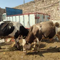 گاووگوساله|حیوانات مزرعه|زابل, |دیوار