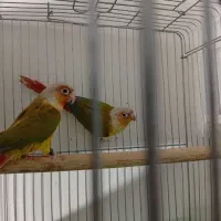 جفت گرینچیک