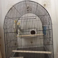 عروس هلندی|پرنده|زاوه, |دیوار