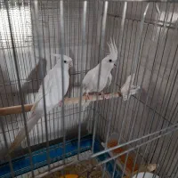 عروس هلندی مولد معاوضه با قناری|پرنده|بجنورد, |دیوار