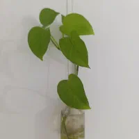 5تا گل با 5تا شیشه