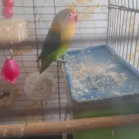یک جفت عروس ویک کوتوله