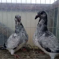 جوجه پلاکی