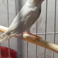 فنج مولد کاکولی نژاد دار|پرنده|پاکدشت, حصار امیر|دیوار