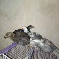جوجه گلین ریشو