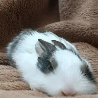 خرگوش مینیاتوری|موش و خرگوش|خرم‌آباد, |دیوار