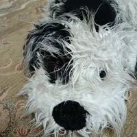 عروسک بزرگ سگ پولیشی