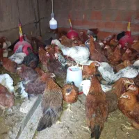 جوجه محلی|حیوانات مزرعه|آق قلا, |دیوار