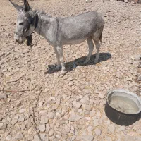 خر ۲سال|حیوانات مزرعه|آبدانان, |دیوار
